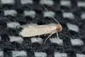 Tineola bisselliella known as the common clothes moth, webbing clothes moth, or simply clothing moth. It is a pest of clothing in