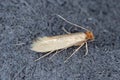 Tineola bisselliella known as the common clothes moth, webbing clothes moth, or simply clothing moth. It is a pest of clothing in