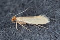 Tineola bisselliella known as the common clothes moth, webbing clothes moth, or simply clothing moth. It is a pest of clothing in Royalty Free Stock Photo