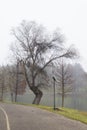 Old tree and the Tineretului lake Royalty Free Stock Photo