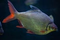 Tinfoil barb (Barbonymus schwanenfeldii). Royalty Free Stock Photo