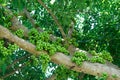 Fruiting fig tree in nature, Cluster fig tree, thailand fig tree Royalty Free Stock Photo