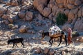 Tinghir, Atlas Mountains, Morocco - November 27, 2022 - Moroccan mountain village woman walking for water with donkey and mule