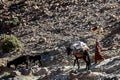 Tinghir, Atlas Mountains, Morocco - November 27, 2022 - Moroccan mountain village woman walking for water with donkey and mule