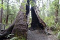 The tingle tree near the tree tops walkway at Walpole Western Australia in autumn.