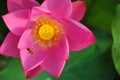 Bees pluck lotus nectar