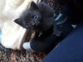 Tiniest black kitten runt of the litter Royalty Free Stock Photo