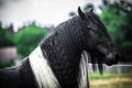 Beautiful tinker stallion ,  Gypsy Cob, Royalty Free Stock Photo