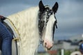 Tinker Pony portrait on sky background Royalty Free Stock Photo