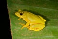 Tinker reed frog