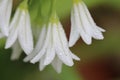 Tinkerbell flowers with drops of water