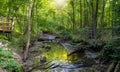 Tinkers creek in Ohio, backlit forest Royalty Free Stock Photo