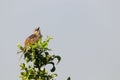 Tinkling Cisticola Bird Chirping On Tree Branch Cisticola rufilata Royalty Free Stock Photo