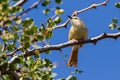 Tinkling Cisticola in Thorn Tree Royalty Free Stock Photo