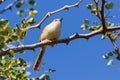 Tinkling Cisticola in Thorn Tree Royalty Free Stock Photo