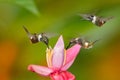 Tinny bird with pink flower. Three hummingbirds with bloom, in flight. Flight of Purple-throated Woodstar, Calliphlox mitchellii,