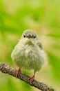 Tinny songbird in the habitat. Young bird in nature habitat. Lost lonely fledgling sitting on branch. Red-legged Honeycreeper, Cya Royalty Free Stock Photo