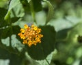 A tinny yellow flower