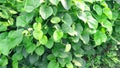 Tinospora cordifolia amritavalli giloy creeper beautiful plant