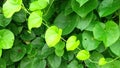 Tinospora cordifolia amritavalli giloy creeper plant photo Royalty Free Stock Photo