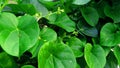 Tinospora cordifolia amritavalli giloy creeper Royalty Free Stock Photo