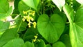 Tinospora cordifolia amritavalli plants leave flowers