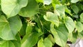 Tinospora cordifolia amritavalli giloy creeper plant