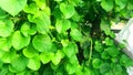 Tinospora cordifolia amritavalli giloy creeper plant stock