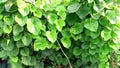 Tinospora cordifolia amritavalli giloy creeper beautiful stock