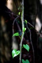 Tinospora Cordifolia creeper