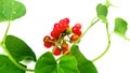 Tinospora cordifolia giloy fruits and leaves close up