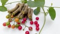 Tinospora cordifolia guduchi branches fruits leave close up