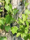 Tinospora cordifolia or Heart-leaved moonseed.