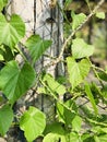 Tinospora cordifolia or Heart-leaved moonseed.