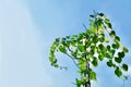 Tinospora Cordifolia or Heart Leaved Moonseed Plant