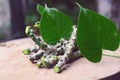 Tinospora cordifolia herb Royalty Free Stock Photo