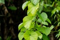 Tinospora cordifolia tree Royalty Free Stock Photo