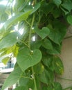 Tinospora cordifolia tree. Royalty Free Stock Photo