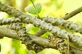 Tinospora crispa on branch Royalty Free Stock Photo