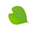 Tinospora crispa leaf on white background Royalty Free Stock Photo
