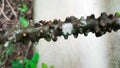 Tinospora crispa tree herb Royalty Free Stock Photo