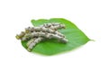 Tinospora crispa on white background Royalty Free Stock Photo