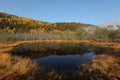 Tinovul Mohos botanical reserve and forest in a beautiful day. Royalty Free Stock Photo