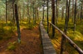 Tinovul Mohos Forest Royalty Free Stock Photo