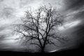 Tinted black and white image of bare tree