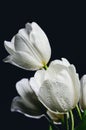 Tinted image bouquet of white tulips with water drops on a dark