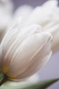 Tinted image delicate bouquet of a white tulips on a gray blue b