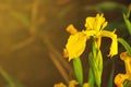 Tinted image of wild yellow iris.