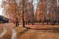 Tinted photo of autumn birch forest, from the left edge of the dirt forest road Royalty Free Stock Photo