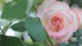 Tinted pink rose flower in the garden